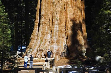 The Greatest Trees of the World