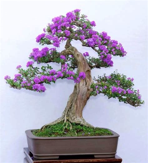 16+ Jenis Jenis Bonsai Beringin