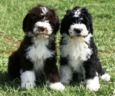 Portuguese Water Dog Puppies For Sale Massachusetts