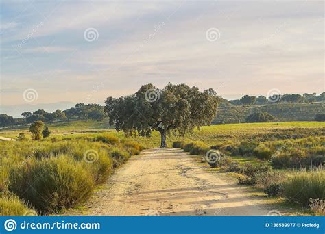 Rural Road in Landscape with an Oak Stock Image - Image of beauty, countryside: 138589977