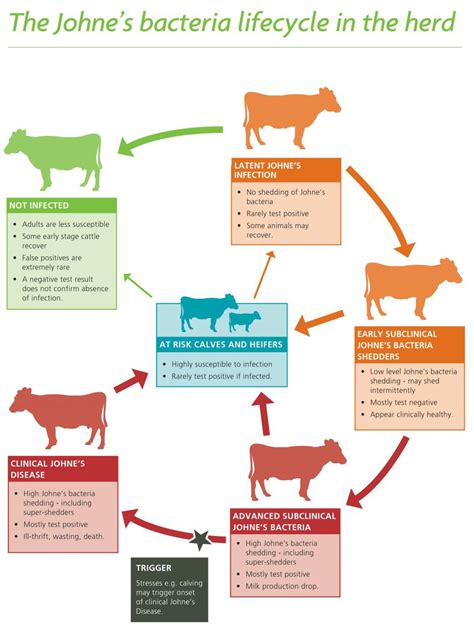 JD bacterial life-cycle in the herd [18]. | Download Scientific Diagram