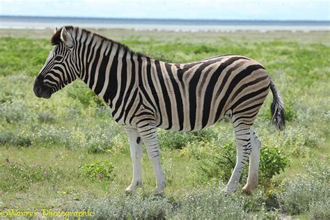 Plains Zebra photo WP23445