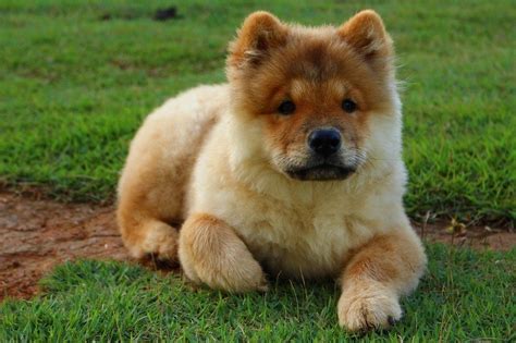 Akita Chow (Akita & Chow Chow Mix): Info, Pictures, Characteristics ...