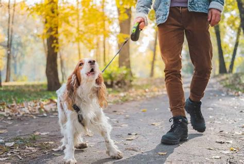 11 tips to walk a reactive dog - dogpackr