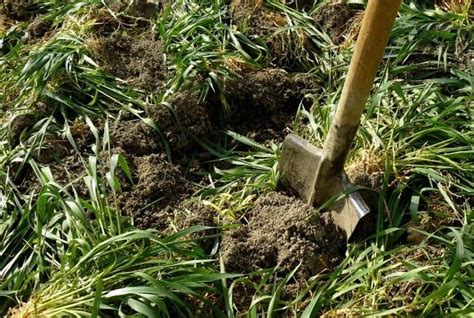 Green Manure: Types, Advantages and Disadvantages - Conserve Energy Future