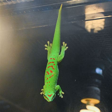 Madagascar day gecko｜Animals｜DMM Kariyushi Aquarium