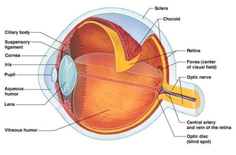 VITREOUS & RETINA – Visitech Eye Centre