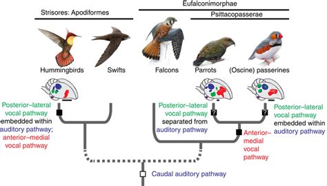 Bird Brain Diagram