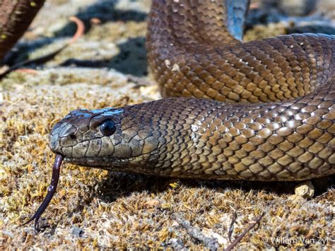 Mole Snake (Pseudaspis cana) from Sunset Beach, South Africa. Not venomous but can inflict a ...