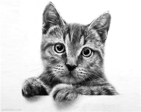 30 Beautiful Cat Drawings - Best Color Pencil Drawings and Paintings - World Cat Day Aug 8