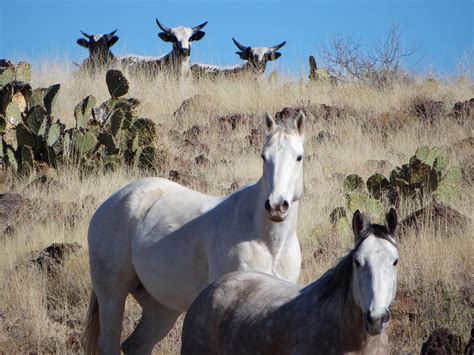 Cattle Drive Photograph by Jamie Ramirez - Pixels