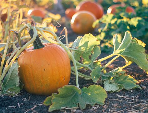 How to Prune Pumpkin Plants - Backyard Boss