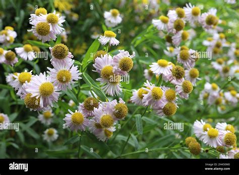 Boltonia asteroides ‘pink beauty’ hi-res stock photography and images - Alamy