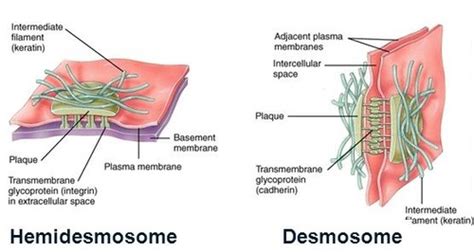 Histology (2) Flashcards | Quizlet