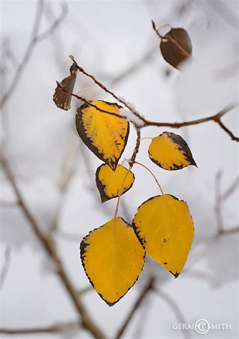 Last leaves to fall on the aspen tree. The snow took them shortly after.