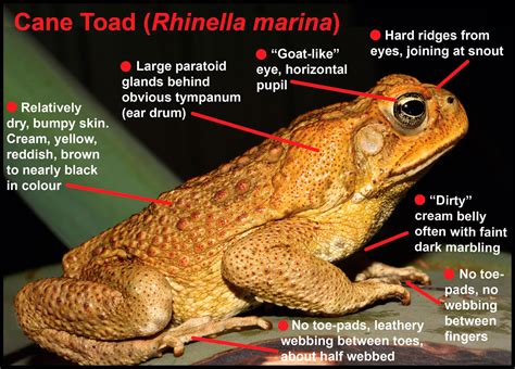 Cane toads introduced | Australia’s Defining Moments Digital Classroom | National Museum of ...