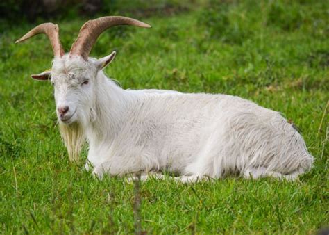 25 Long-Haired Goat Breeds - The Happy Chicken Coop