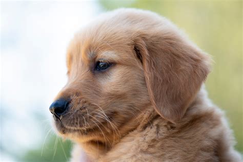 Golden Retriever Puppies | Golden Retriever Puppies