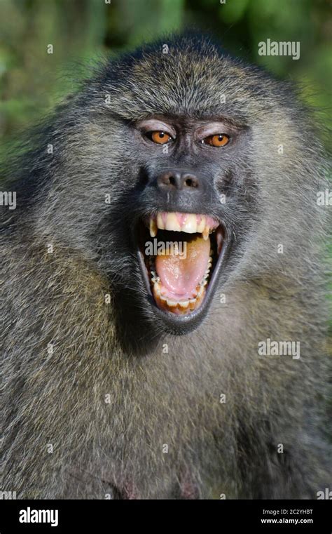 Olive baboon teeth hi-res stock photography and images - Alamy