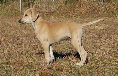 Buying a Saluki Puppy - Saluki Club of America