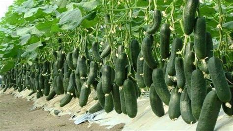 Cucumbers Planting Growing And Harvesting Cucumbers | Hot Sex Picture