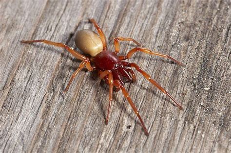 Woodlouse Spider Facts, Identification & Pictures | Woodlouse, Spider ...