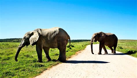 African forest elephants are in more trouble than we thought - Futurity