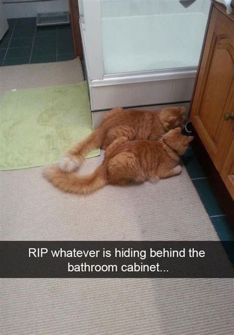 15 Orange Cat Memes For Our One Brain Cell Companions - Funny Gallery | eBaum's World