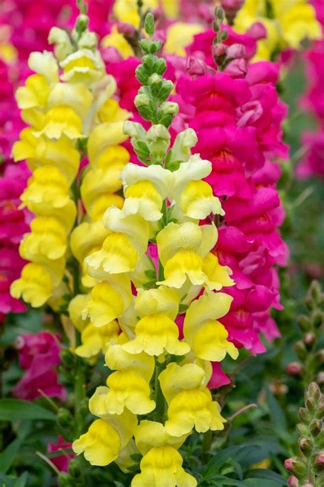 Snapdragon antirrhinum stock photo. Image of horticulture - 160318638