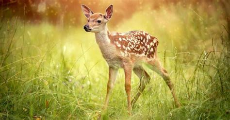 Baby Deer: 6 Fawn Pictures & 6 Facts - A-Z Animals