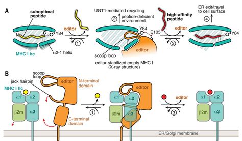 Structure of the TAPBPR–MHC I complex defines the mechanism of peptide ...