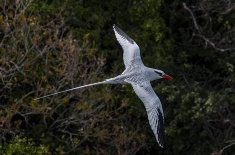 Best Birdwatching Sites In Tobago