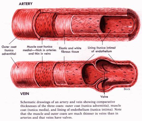 What Does It Mean to Blow a Vein? in 2020 (With images)