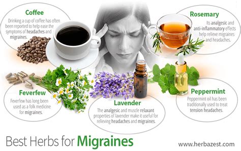 Best Herbs for Migraines | HerbaZest