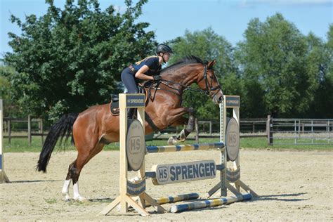 Ready for showjumping? Those jumping exercises are great for your horse!
