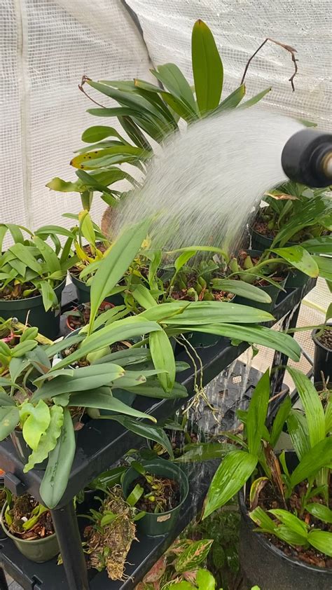 First watering of 2021 : r/orchids