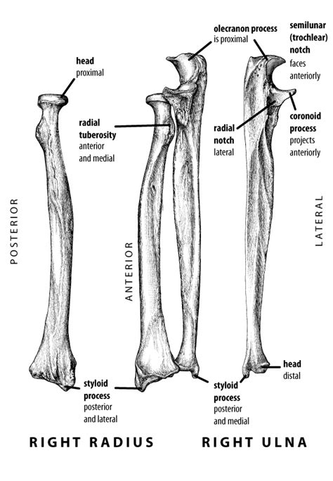 Radius And Ulna