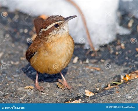 Carolina Wren stock photo. Image of wildlife, ground - 50899754