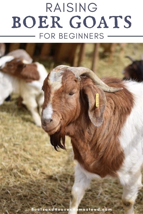 Raising Boer Goats | Boer goats, Goats, Raising farm animals