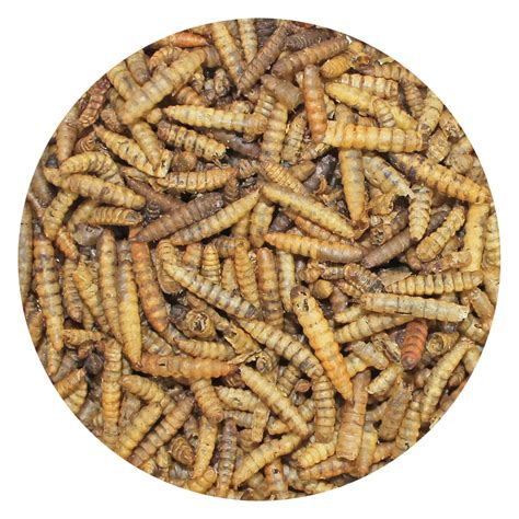 Factory Wholesale Fresh Black Soldier Fly Larvae Black Soldier Fly Biowaste Processing Net House ...