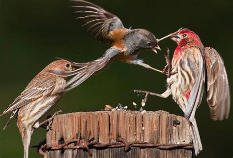 Bird fight - Funny pictures of animals