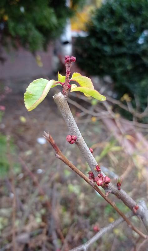 How to prune roses of every type for maximum blooming and color – Artofit