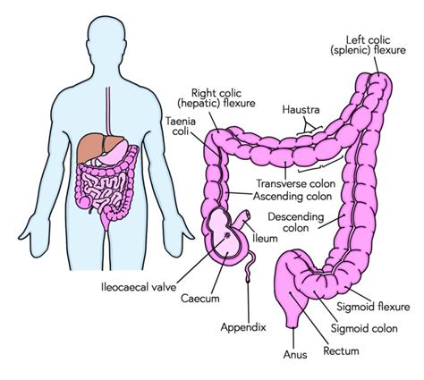 As the Transverse Colon Approaches the Spleen