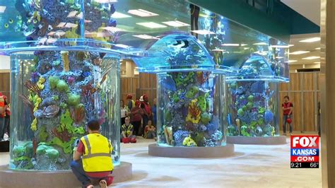 Fish arrive at Scheels aquarium in Wichita