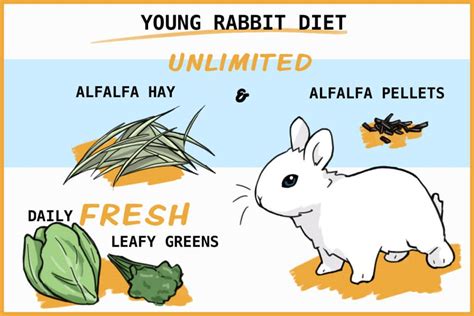 A Healthy Diet For Young Rabbits