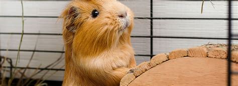 How to Take Care Of Your Guinea Pig| PetSmart Canada