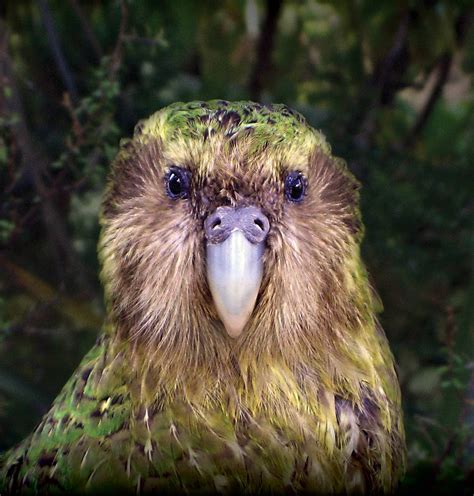 Celebrity bird Sirocco the kakapo vanishes before his 20th birthday - NZ Herald