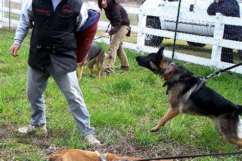 Big German Shepherds: German Shepherd Attack Dog