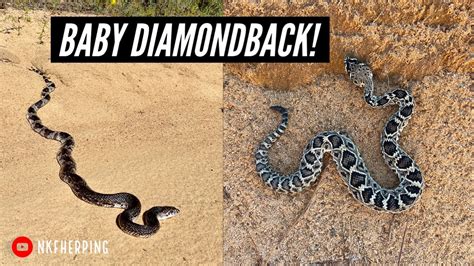 Stunning Pine Snake and Baby Eastern Diamondback Rattlesnake! Insane ...