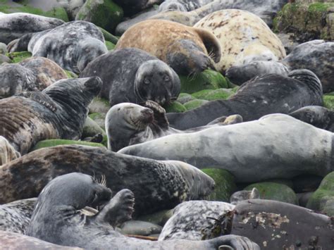 Farne Islands Bird & Seal Watching | How Beautiful Life Is